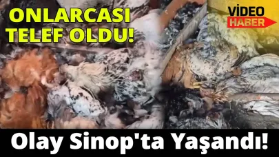 Sinop'ta kümese saldırı: 300 tavuk telef oldu