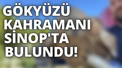 Sinop'ta yaralı halde bulunan kızıl şahin tedavi altına alındı