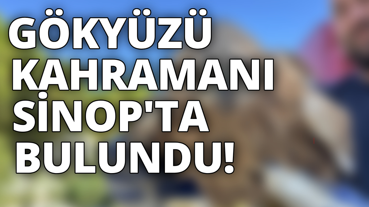 Sinop'ta yaralı halde bulunan kızıl şahin tedavi altına alındı