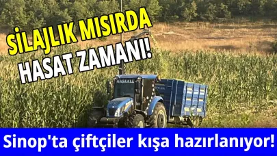 Sinop'ta silajlık mısır hasadı başladı