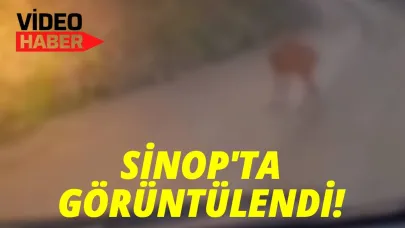 Sinop'ta yol ortasında dinlenen karaca kameraya yansıdı