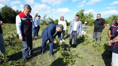 Sinop'ta süper meyve hasadı başladı!