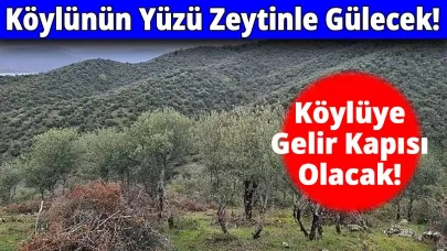 Sinop’ta Delice Zeytinleri ekonomiye can olacak