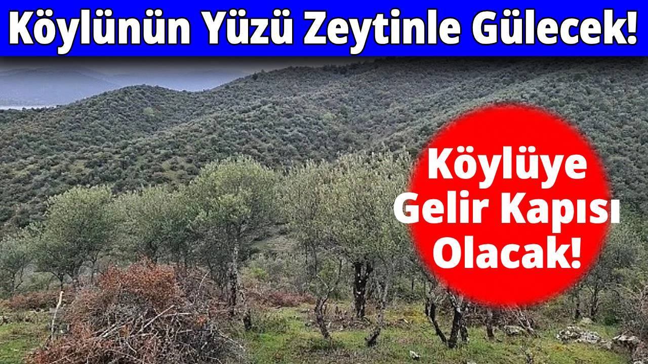 Sinop’ta Delice Zeytinleri ekonomiye can olacak