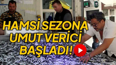 Sinop tezgahlarında hamsi bolluğu yaşanıyor