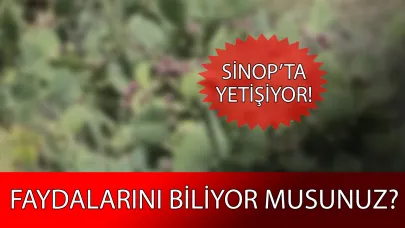 Toplaması zahmetli ama faydası saymakla bitmez