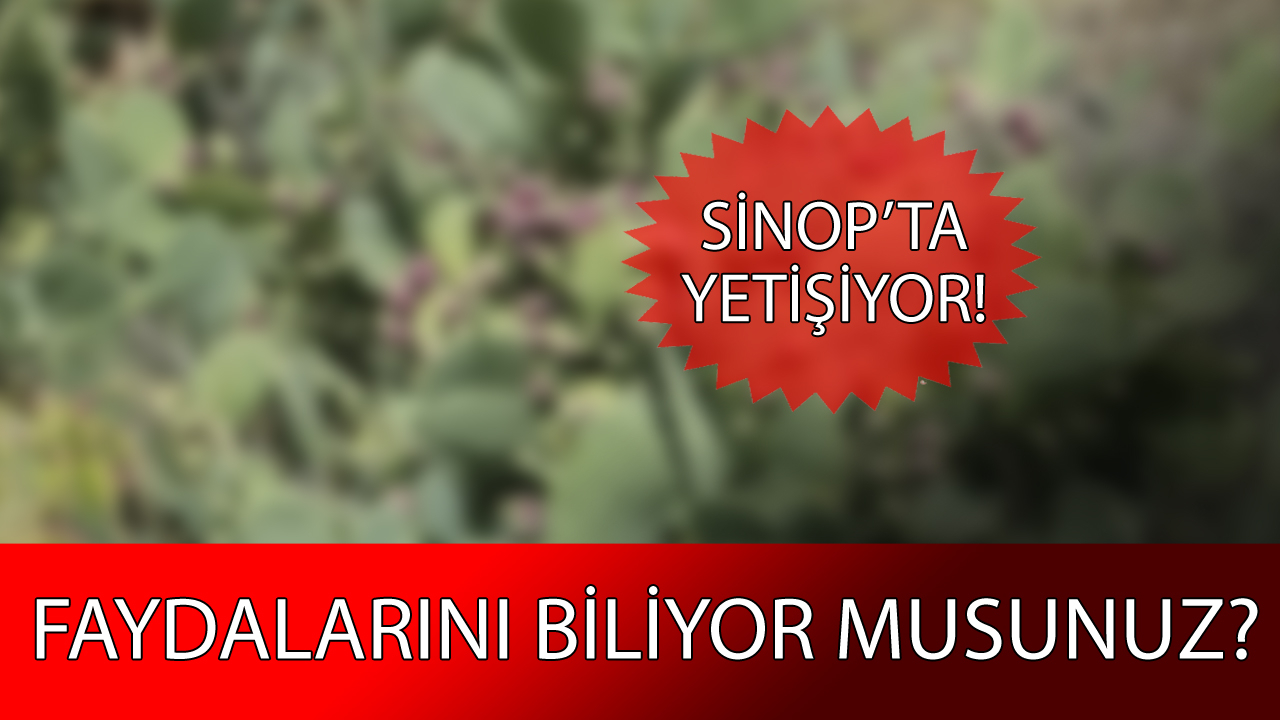 Toplaması zahmetli ama faydası saymakla bitmez