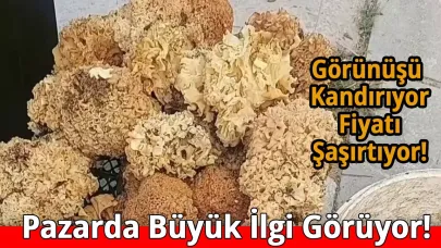 Sinop ormanlarında yetişiyor!