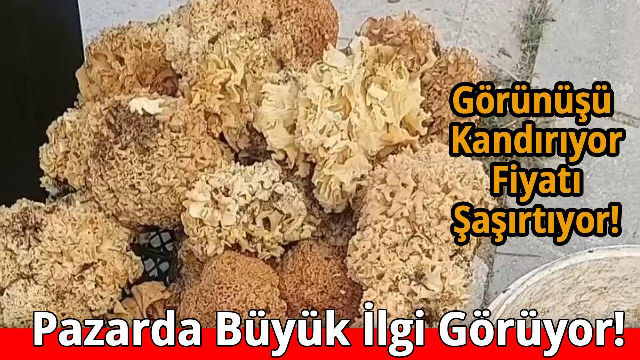 Sinop ormanlarında yetişiyor!