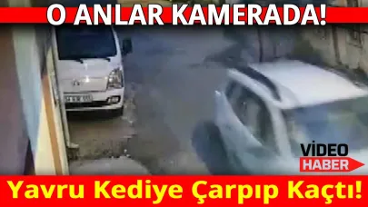 Yola çıkan yavru kediyi ezip kaçtı! Annesi miyavlayarak yardım istedi