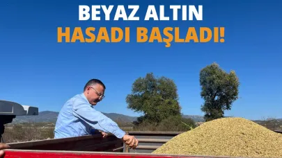 Boyabat'ta çeltik hasadı başladı!