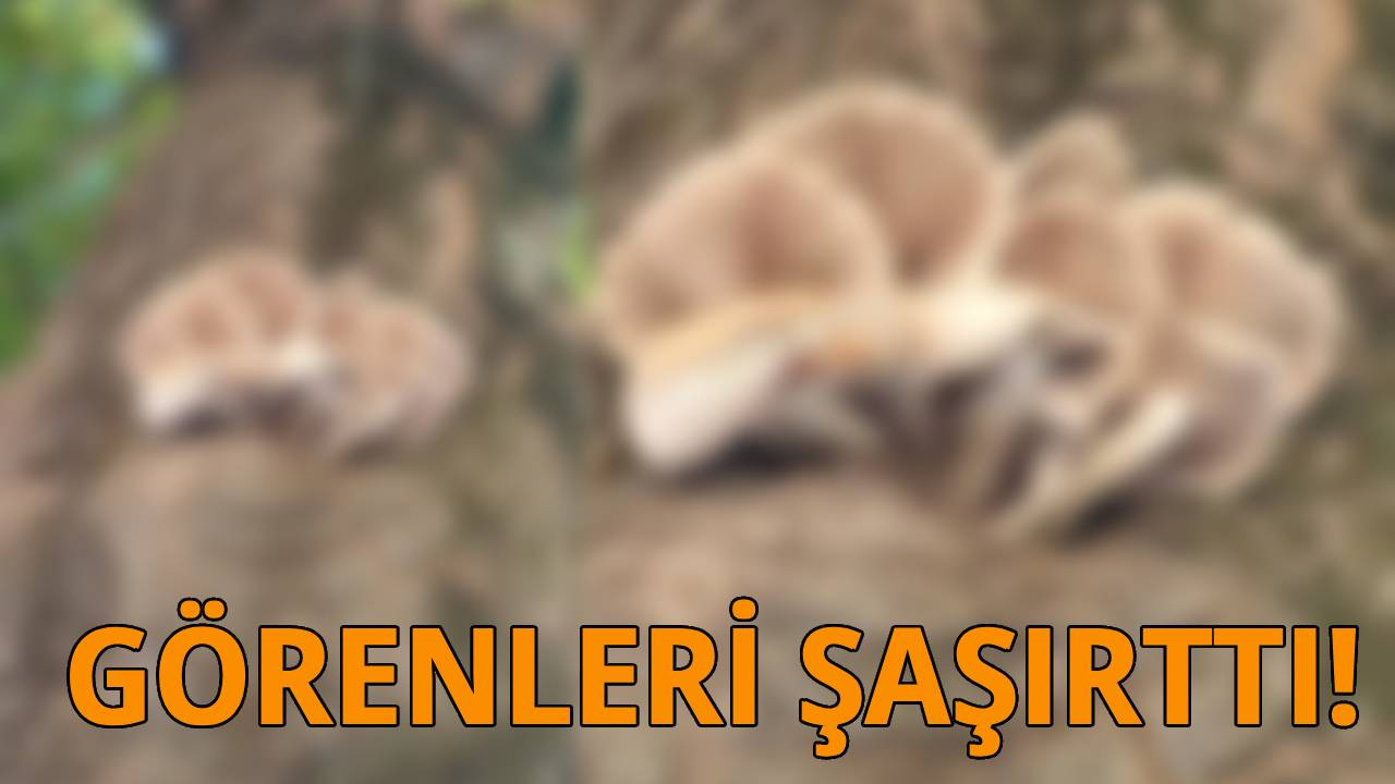 Sinop'ta ağaçta yetişen mantar dikkat çekti!