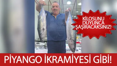 Balığın piyangosu Sinop’a vurdu