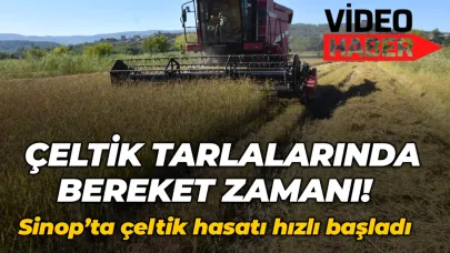 Mevsim şartları hasadı durduramadı