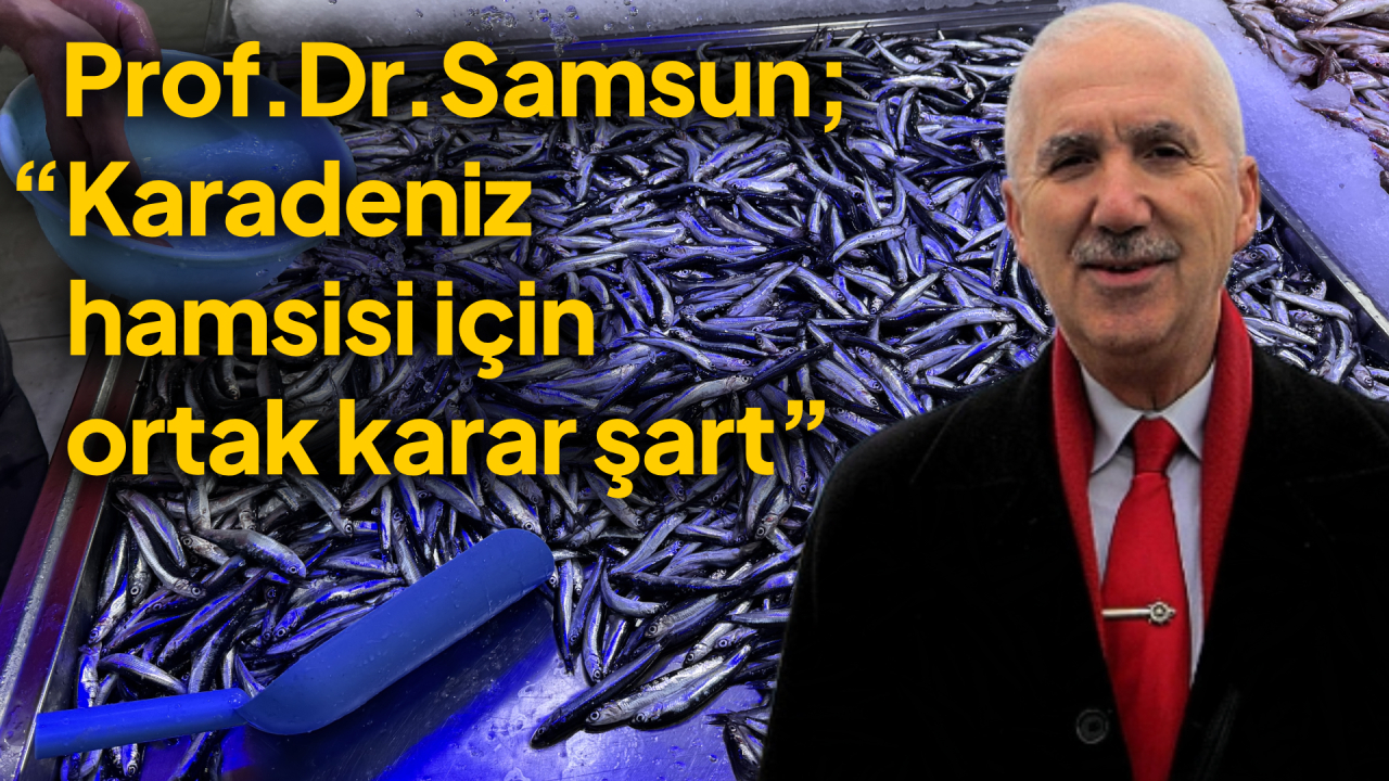 Karadeniz hamsisi tehlikede: 6 ülkeye çağrı