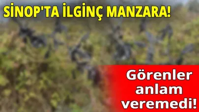 Şimdide dilek dikeni!