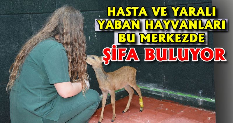 HASTA VE YARALI YABAN HAYVANLARI BU MERKEZDE ŞİFA BULUYOR