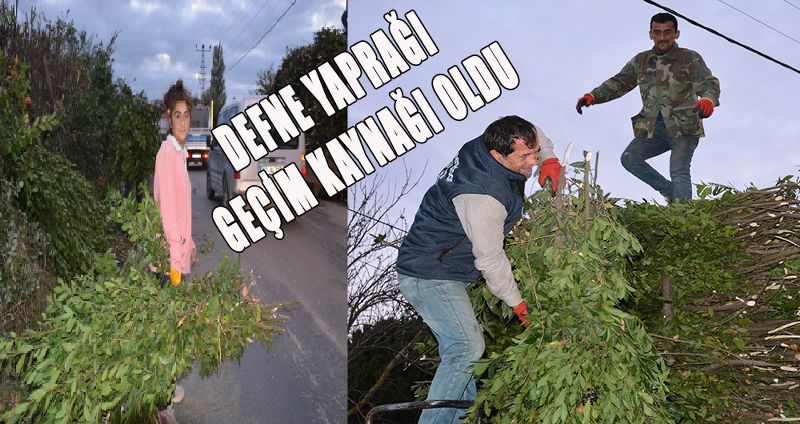 DEFNE YAPRAĞI GEÇİM KAYNAĞI OLDU