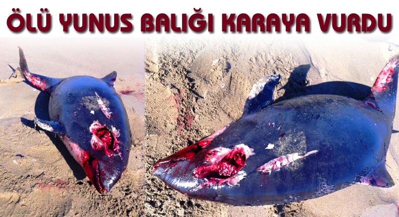 AKLİMAN SAHİLİNDE ÖLÜ YUNUS BALIĞI KARAYA VURDU