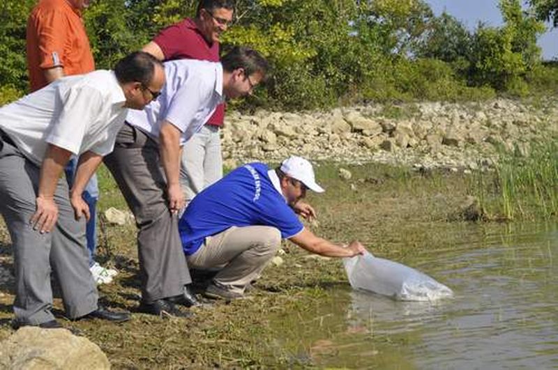 30.000 adet aynalı sazan