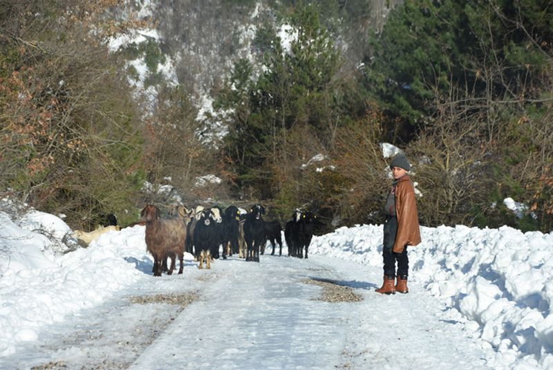 HEM OKUYOR HEM ÇOBANLIK YAPIYOR