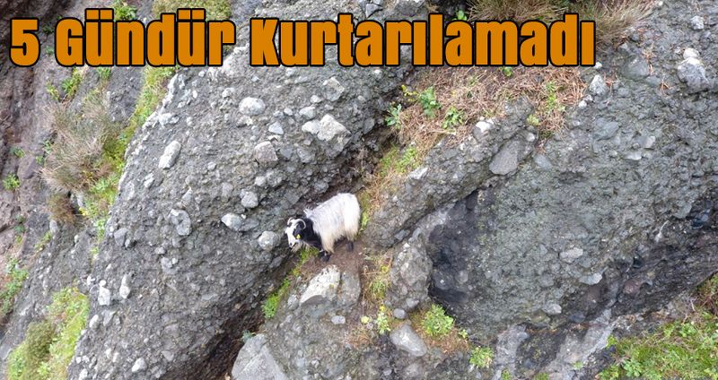 5 Gündür Kurtarılamadı