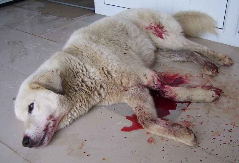 KURŞUNUN HEDEFİ BU SEFER KÖPEK OLDU