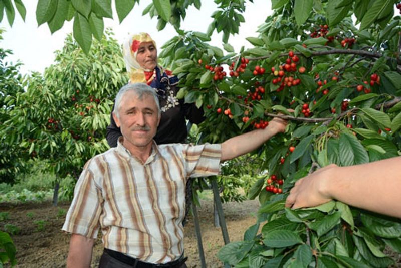 SİNOP’TA KİRAZ HASADI BAŞLADI