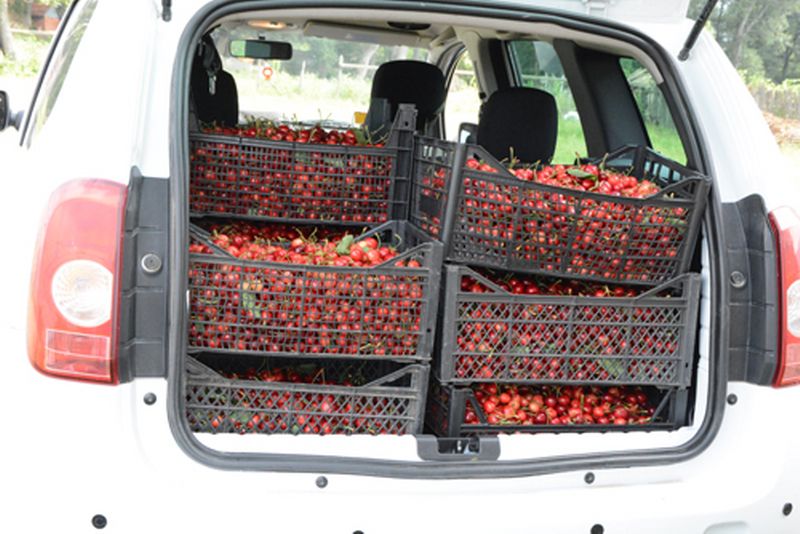 SİNOP’TA KİRAZ HASADI BAŞLADI