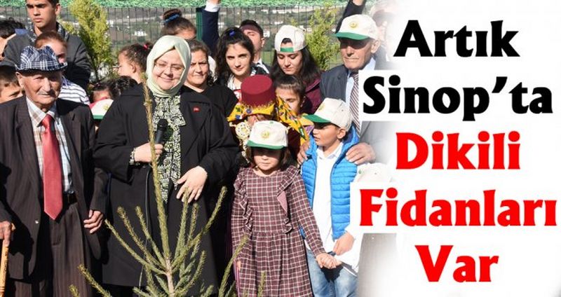Bakan Selçuk, Sinop'ta Fidan Dikti