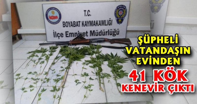 ŞÜPHELİ VATANDAŞIN EVİNDEN 41 KÖK KENEVİR ÇIKTI