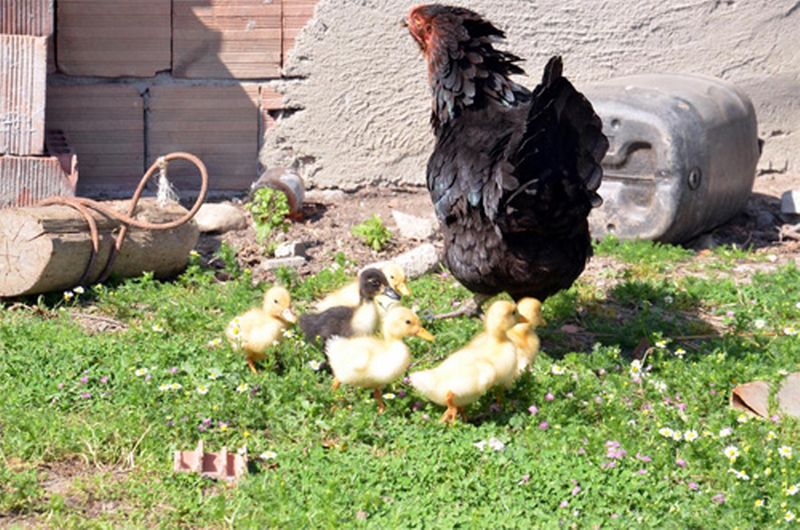 Tavuğun Ördek Yavruları Oldu!