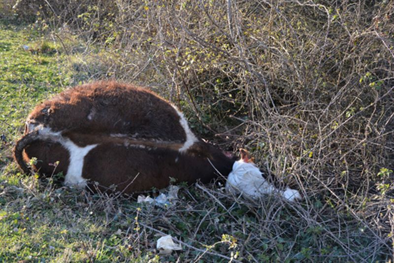 ÖLEN İNEK YOL KENARINA ATILDI