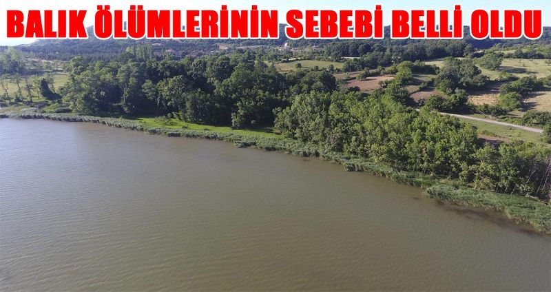 SİNOP'TAKİ BALIK ÖLÜMLERİNİN SEBEBİ BELLİ OLDU