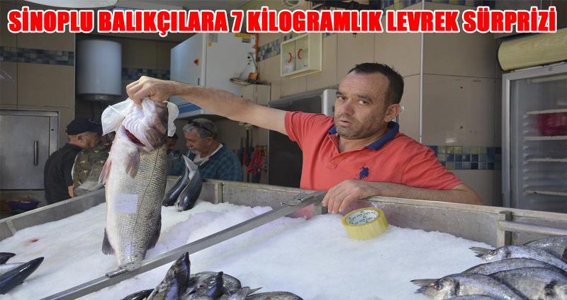 SİNOPLU BALIKÇILARA 7 KİLOGRAMLIK LEVREK SÜRPRİZİ