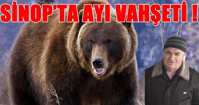 SİNOP’TA AYININ SALDIRDIĞI VATANDAŞ HAYATINI KAYBETTİ