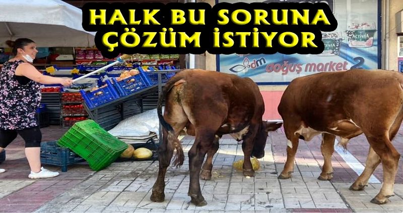 Başıboş hayvan probleminin sonu gelmiyor!