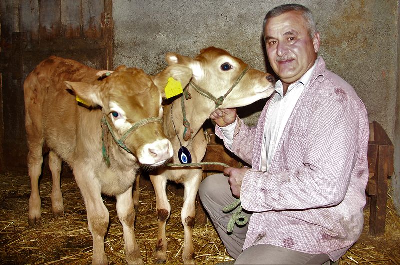 Buzağılarına korona aşısını bulan Türk çiftin isimlerini verdi