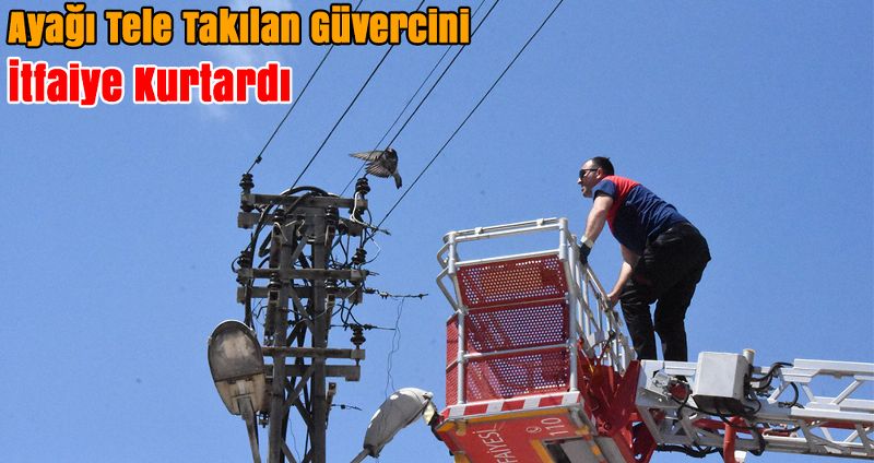 Ayağı Tele Takılan Güvercini İtfaiye Kurtardı