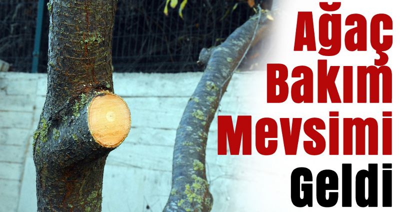 Ağaçlarının Bakım Mevsimi Geldi