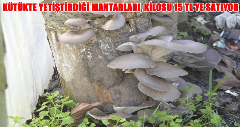 KÜTÜKTE YETİŞTİRDİĞİ MANTARLARI, KİLOSU 15 TL'YE SATIYOR