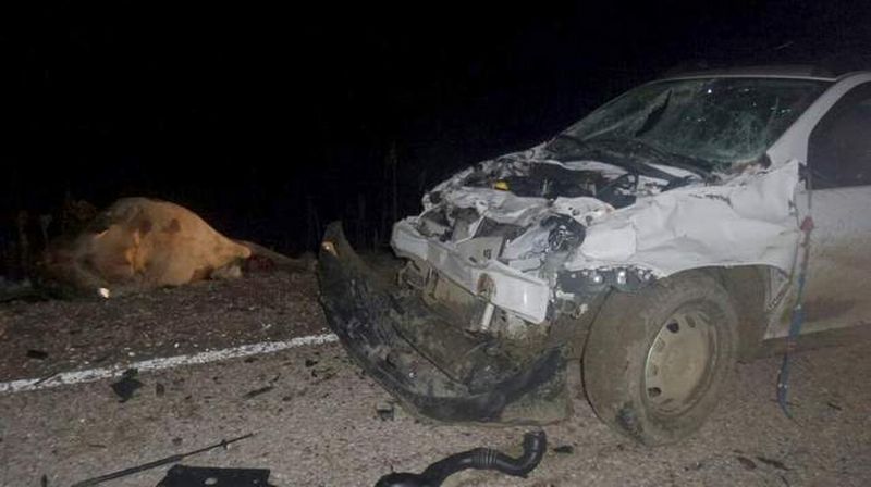 Erfelekte 5 Hayvan Telef Oldu