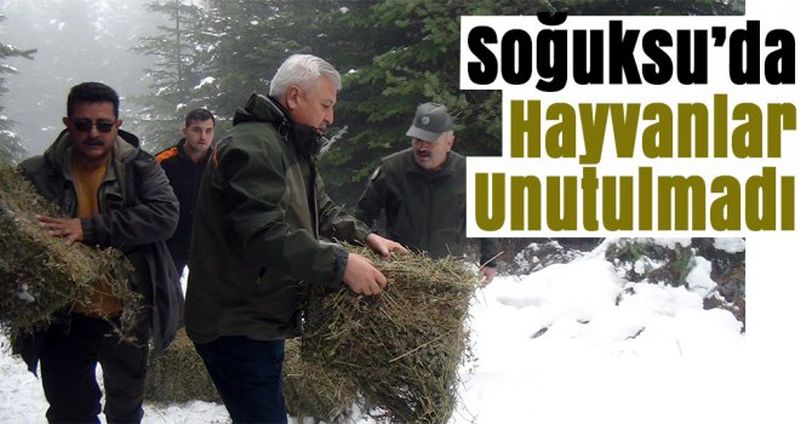 Sinop'ta yabani hayvanlar için yem bırakıldı