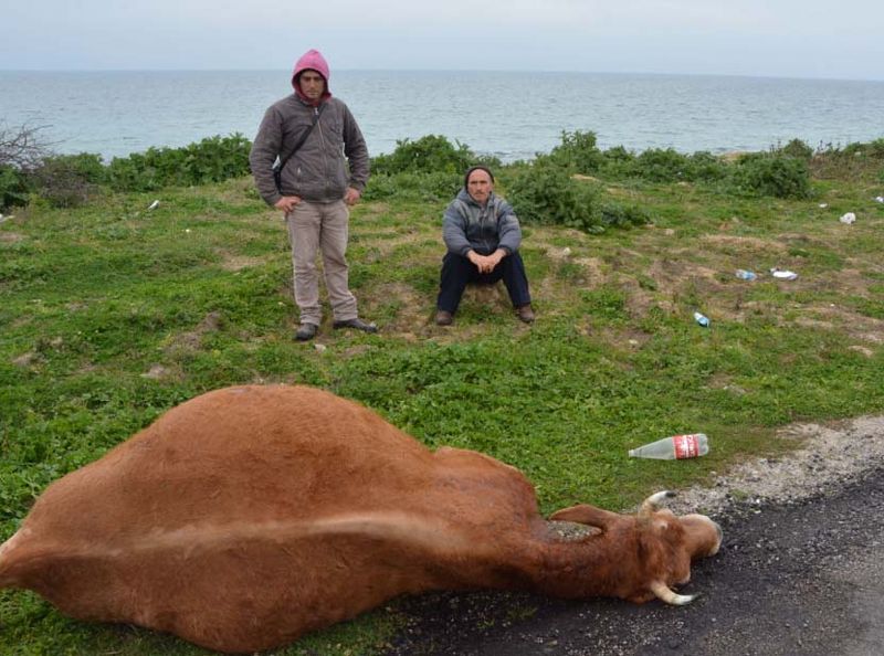 Hayvanları bekleyen büyük tehlike