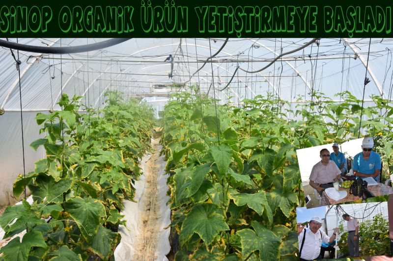 SİNOP ORGANİK ÜRÜN YETİŞTİRMEYE BAŞLADI