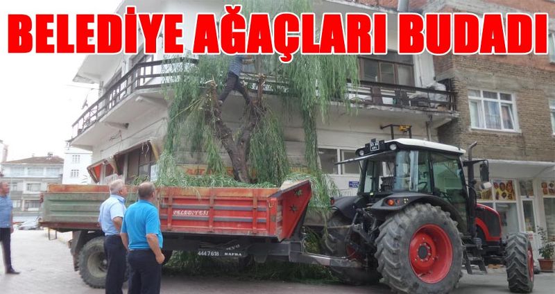 BELEDİYE AĞAÇLARI BUDADI