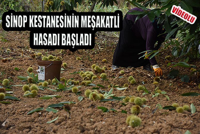 SİNOP KESTANESİNİN MEŞAKKATLİ HASADI BAŞLADI
