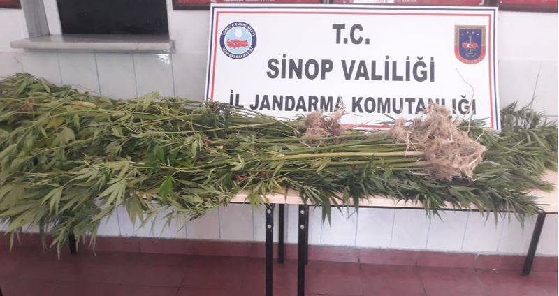 SİNOP’TA UYUŞTURUCU OPERASYONU 1 GÖZALTI