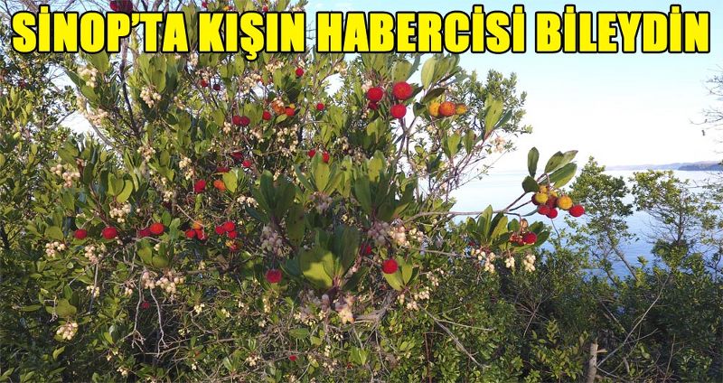 SİNOP’TA KIŞIN HABERCİSİ BİLEYDİN