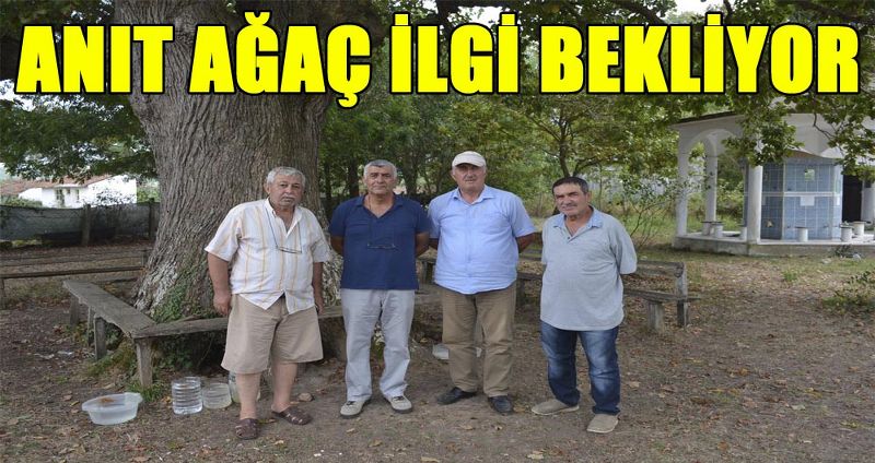 ANIT AĞAÇ İLGİ BEKLİYOR